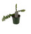 FlowerPotNursery Fishbone Ric Rac Cactus Disocactus anguliger 4" Pot
