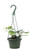 FlowerPotNursery English Ivy Green Hedera helix Green 6" Hanging Basket
