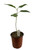 FlowerPotNursery Ficus Audrey Ficus benghalensis Audrey 1 Gallon Pot