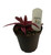 FlowerPotNursery Earth Star Bromeliad Red Cryptanthus bivittatus 4" Pot