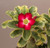 FlowerPotNursery Variegated Desert Rose BB 21 Adenium obesum BB 21 6" Pot