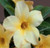 FlowerPotNursery Thai Hybrid Desert Rose CB59 Yellow Adenium obesum CB59 6" Pot