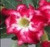 FlowerPotNursery Thai Desert Rose Red Splas Adenium obesum CC42 6" Pot