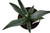 FlowerPotNursery Century Plant Agave americana 4" Pot