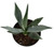 FlowerPotNursery Century Plant Agave americana 6" Pot