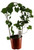 FlowerPotNursery Muscadine Grape Muscadinia Vitis rotundifolia 1 Gallon Pot