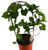 FlowerPotNursery Muscadine Grape Muscadinia Vitis rotundifolia 1 Gallon Pot