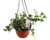 FlowerPotNursery English Ivy Glacier Hedera helix Glacier 6" Hanging Basket