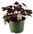 FlowerPotNursery Black Knight Heuchera Heuchera sp. Black Knight 6" Pot