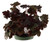 FlowerPotNursery Black Knight Heuchera Heuchera sp. Black Knight 6" Pot