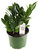 FlowerPotNursery ZZ Plant Zanzibar Gem Zamioculcas zamiifolia 6" Pot