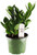 FlowerPotNursery ZZ Plant Zanzibar Gem Zamioculcas zamiifolia 6" Pot