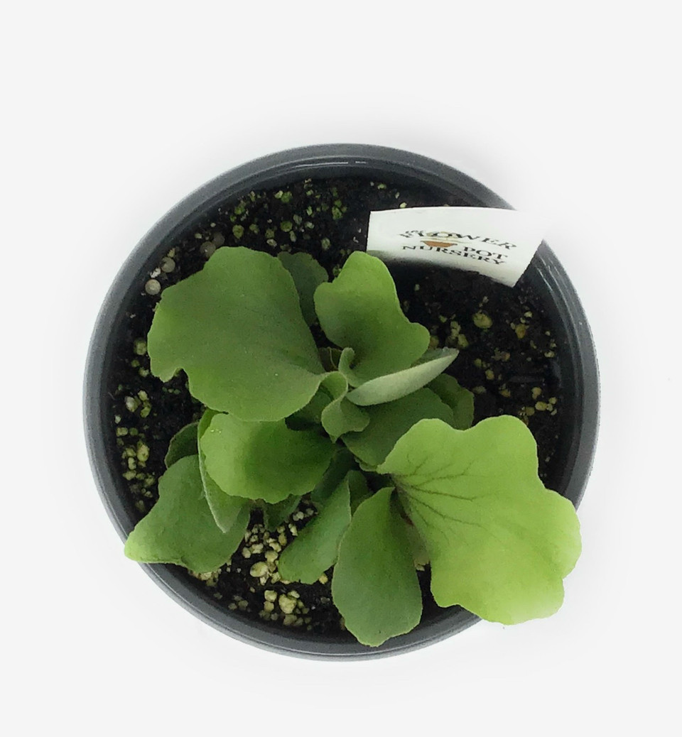 Flower Pot Nursery Staghorn Fern Elephant Platycerium elephantotis 4