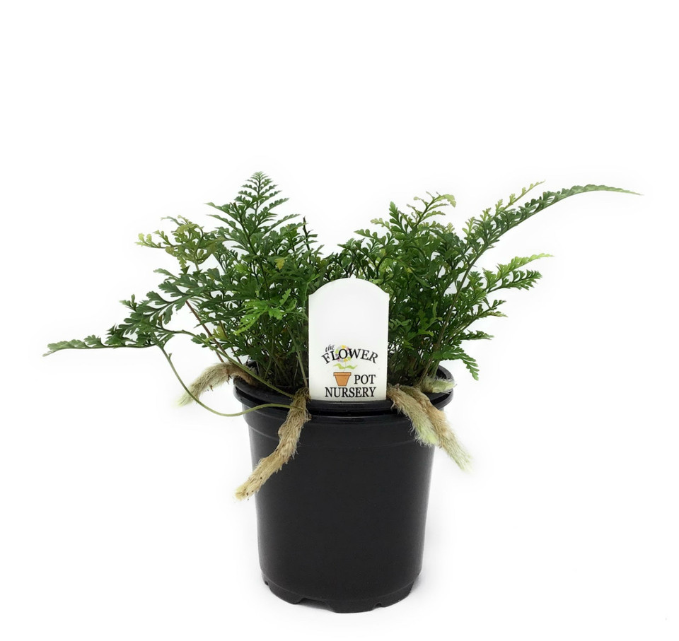 FlowerPotNursery White Rabbit's Foot Fern Davallia (Humata) tyermannii ...