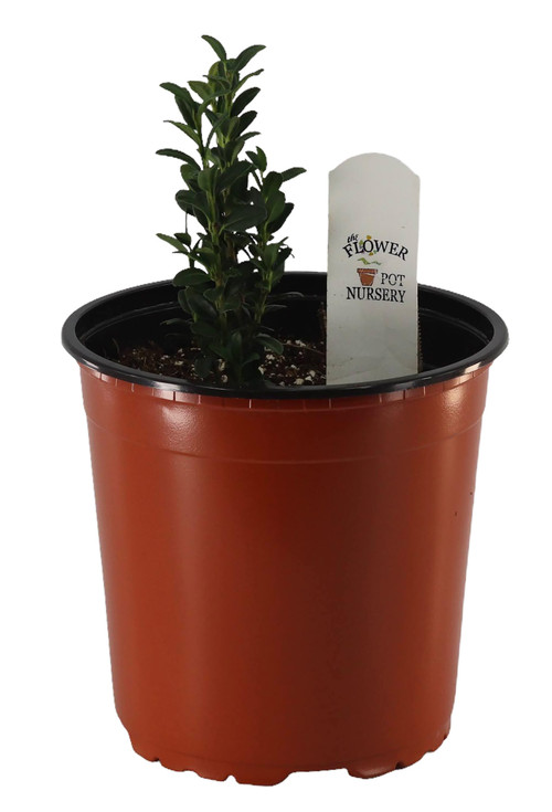 FlowerPotNursery Sky Pencil Japanese Holly Ilex crenata Sky Pencil 1