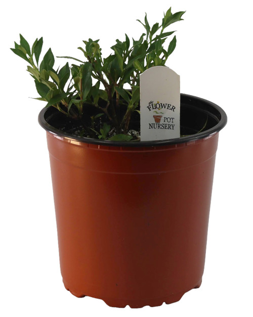 FlowerPotNursery Dwarf Radicans Gardenia jasminoides Radicans 1 Gallon