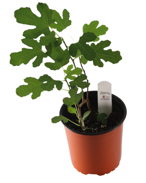 FlowerPotNursery Olympian Fig Ficus carica Olympian 1 Gallon Pot The