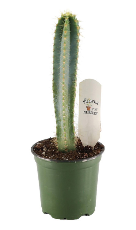 FlowerPotNursery Blue Torch Cactus Pilosocereus pachycladus 4" Pot