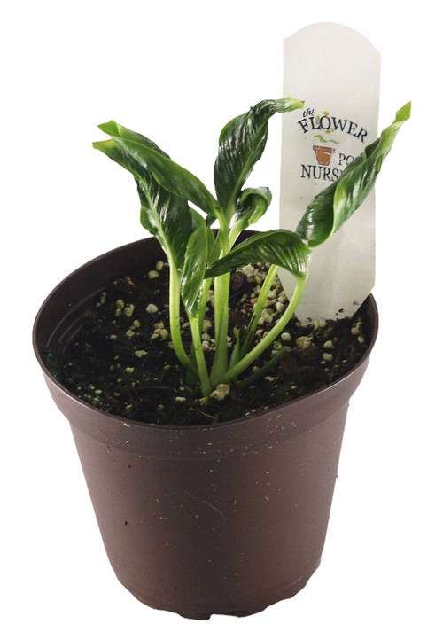 Epipremnum pinnatum mint : r/gardening