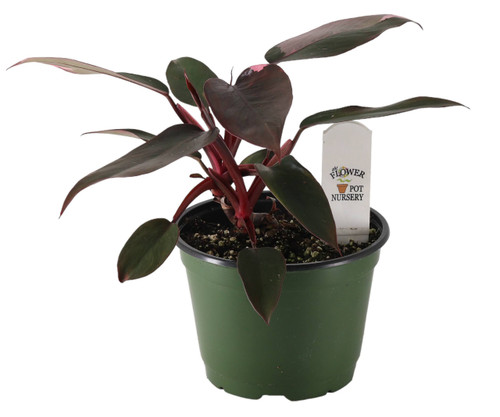 burle marx fantasy philodendron Philodendron Burle Marx Fantasy  Okanoka