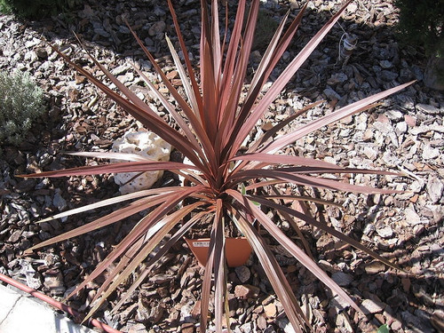 Cordyline Red Star - Cordyline australis 'Red Star' - 4” Pot