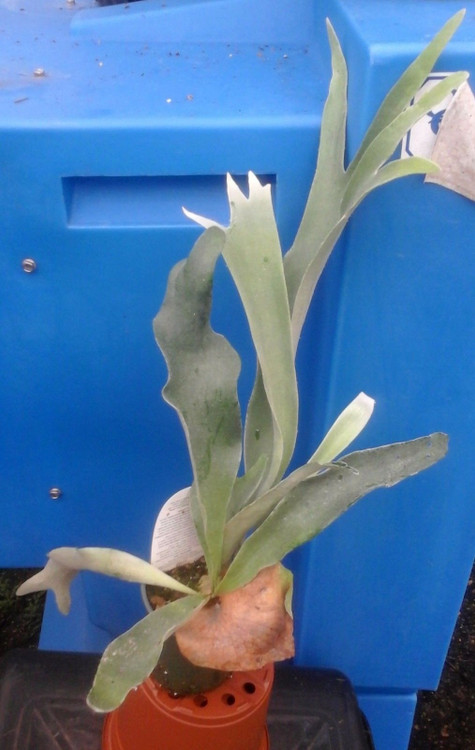 Dutch Staghorn Fern - Platycerium bifurcatum 'Netherlands' - 4