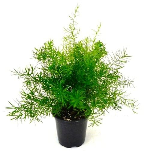 hanging planter self watering Magic Wall Planters