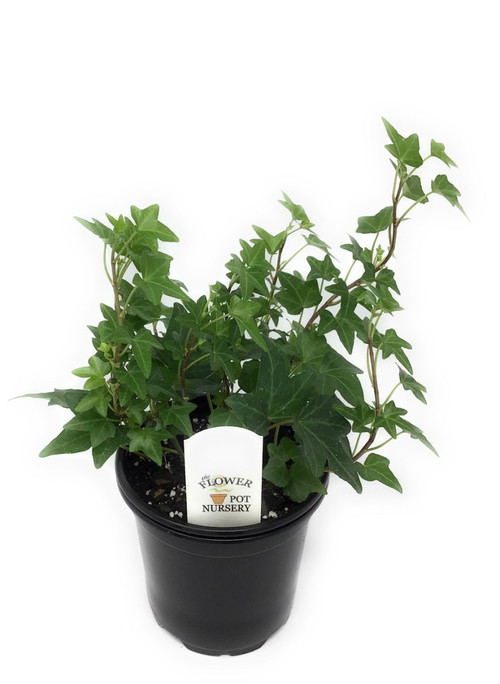 FlowerPotNursery English Ivy Needlepoint Hedera helix Needlepoint 4" Pot The Flower Pot Nursery