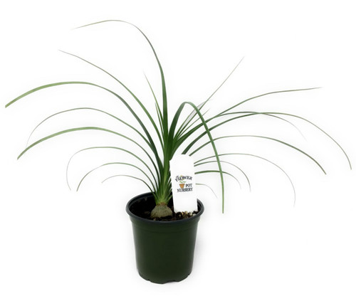 4/" plant Beaucarnea Recurvata elephant foot ponytail palm pachycaul base 4 pot
