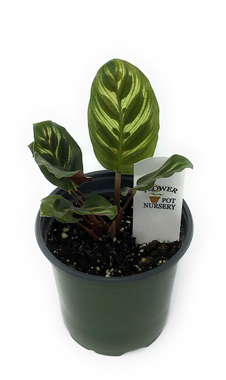 hawaiian dracaena Dracaena Warneckii Hawaiian Sunshine For Sale & Care Guide main image 0