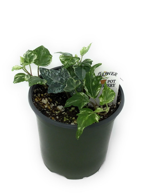 FlowerPotNursery Mint Kolibri English Ivy Hedera helix Mint Kolibri 4