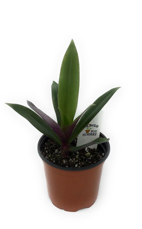 FlowerPotNursery Moses in the Cradle Oyster Plant Tradescantia