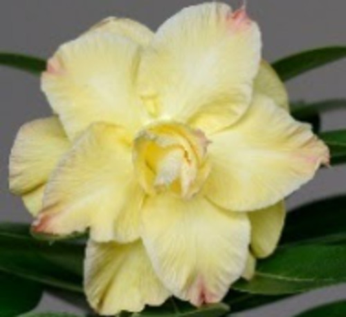 FlowerPotNursery Thai Hybrid Desert Rose CC02 Yellow Adenium