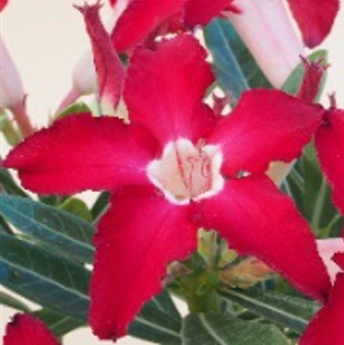FlowerPotNursery Desert Rose Joker Red Adenium obesum Joker 6" Pot