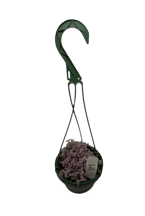 FlowerPotNursery Pink Lady Wandering Jew Callisia repens Pink Lady 6