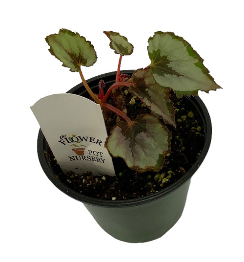 FlowerPotNursery Jurassic™ Rex Begonia Heartbeat Begonia rex Heartbeat ...