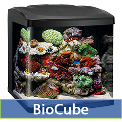 biocube.jpg