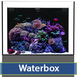 waterbox-cat.jpg