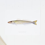 King George Whiting Print