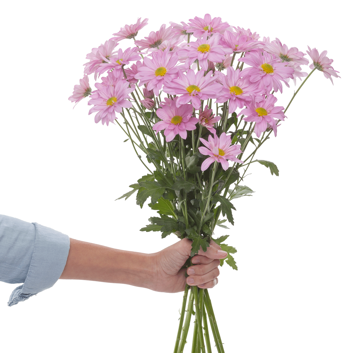 bulk-chrysanthemums-pink.gif