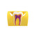 FPE1357 Dental Tooth Designed Phone Card Holder