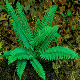 Christmas ferns are an evergreen fern plant.
