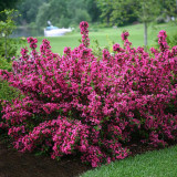 Pink Weigela is primarily grown for its attractive pink flowers, which can add color and interest to any garden or landscape. It can be used as a specimen plant, hedge, or in mixed borders.