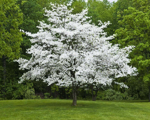 Flowering Trees