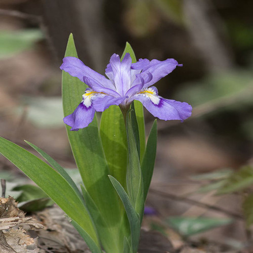 Dwarf crested iris is a low-growing perennial.