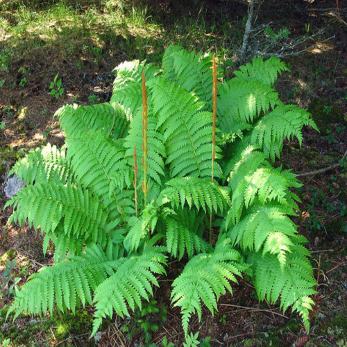 Cinnamon fern grow to over 6 feet tall at fully maturity.