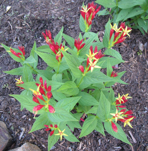 Spigelia marilandica is a Summer blooming perennial.