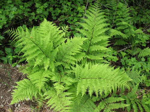 Shade Ferns