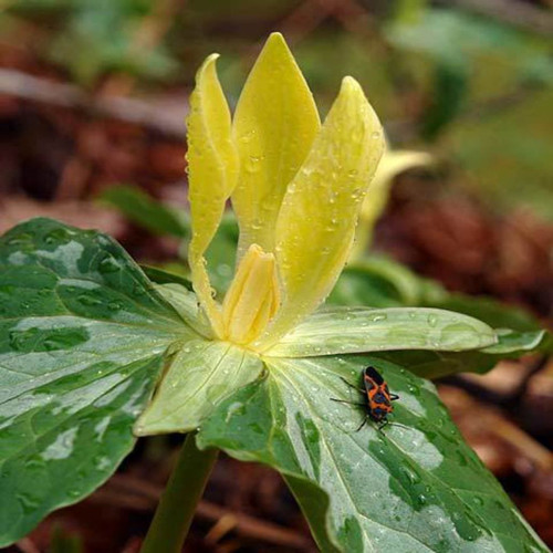 Yellow Toadshade Trillium is a woodland perennial wildflower.