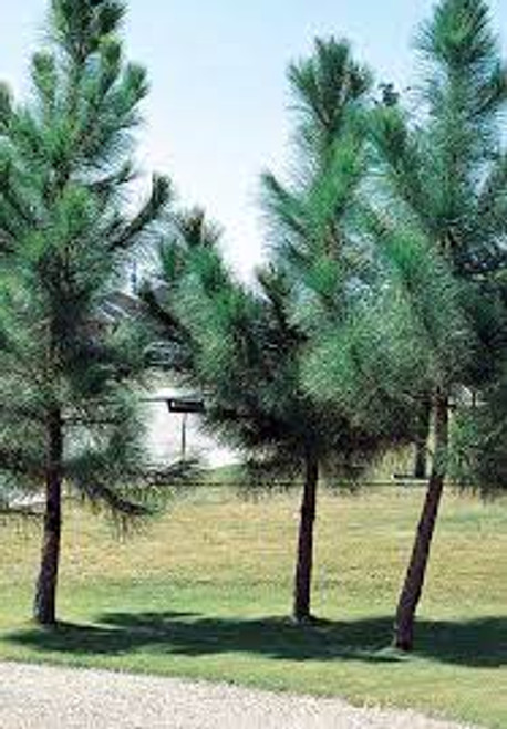 Loblolly pine trees for sale